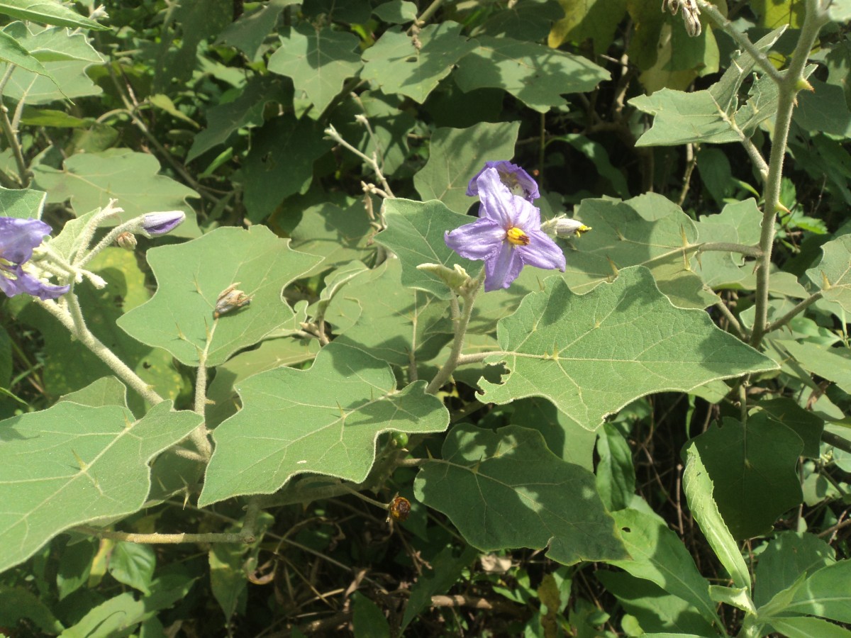 Solanum violaceum Ortega